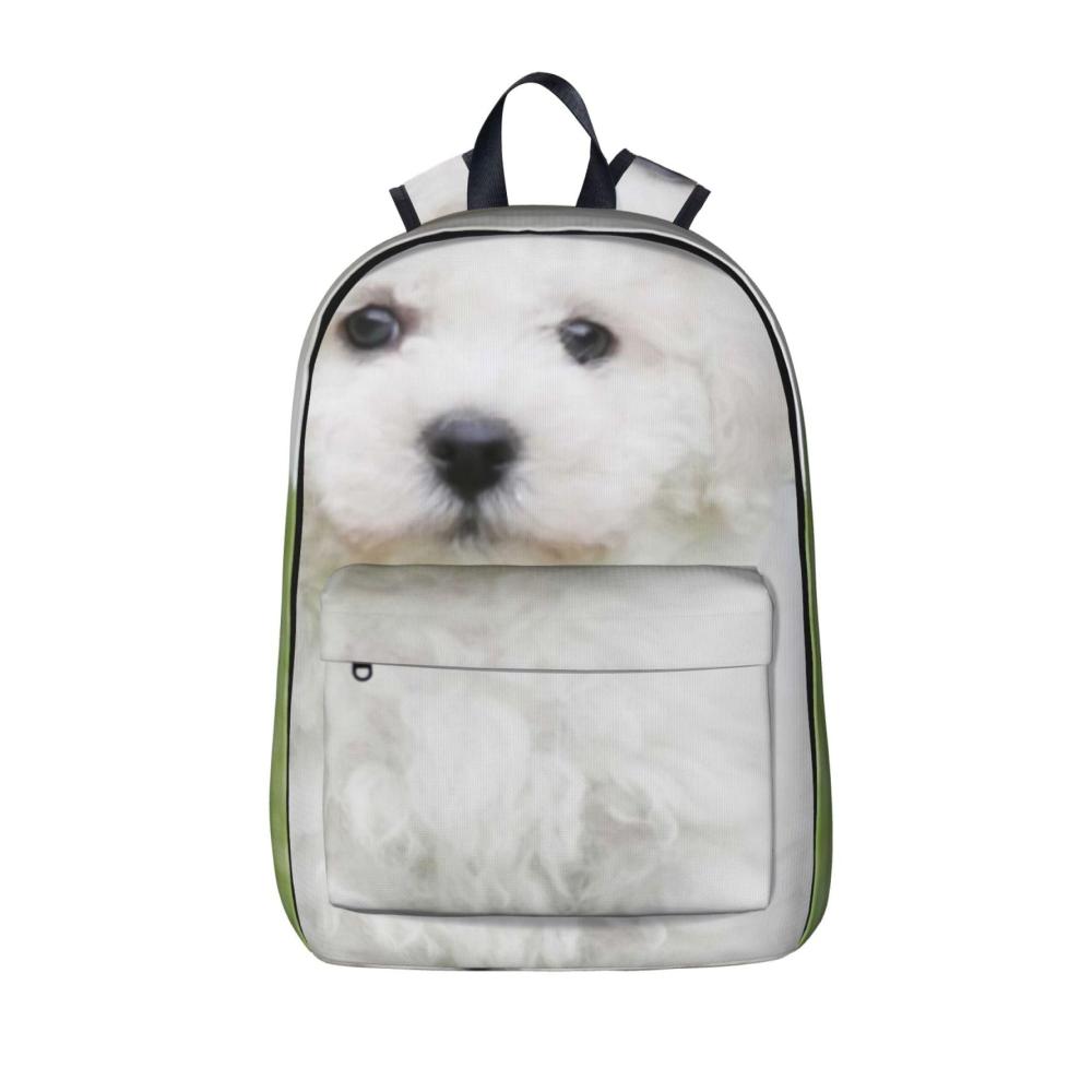 Bichon Frisé Hund