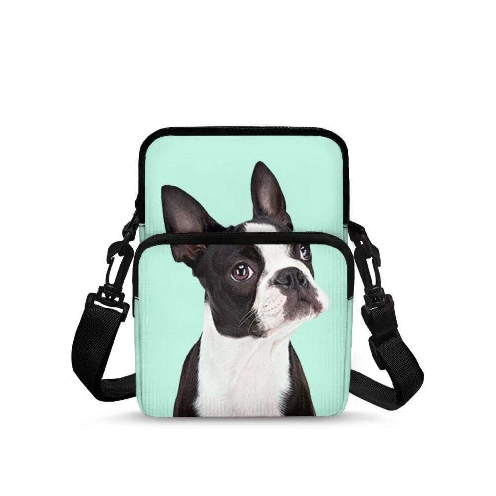 Boston Terrier