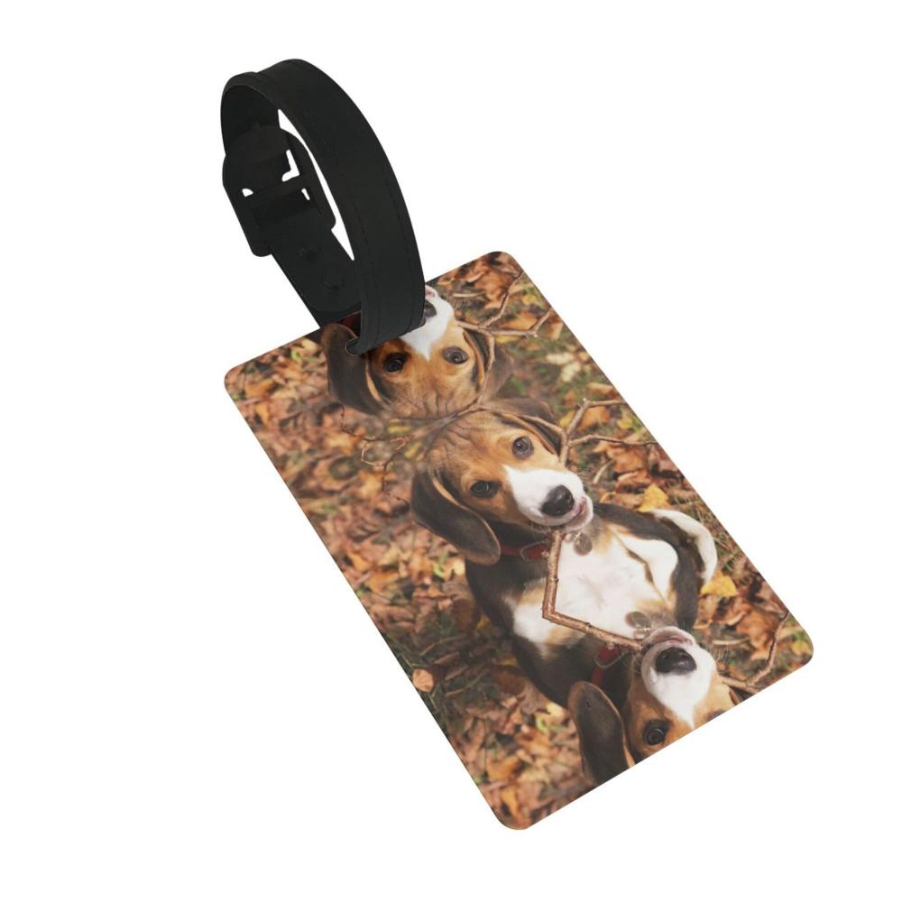 Süßer Beagle.
