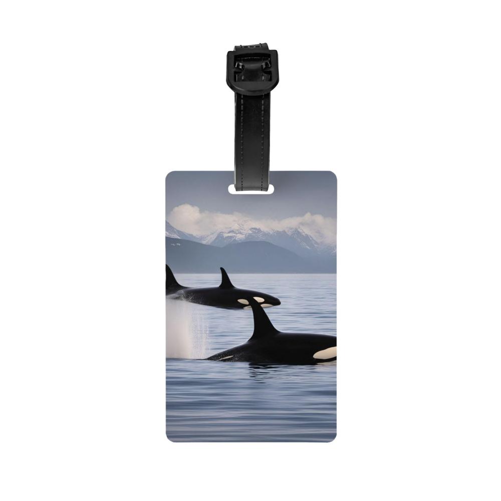 Killer Whales zum Schwimmen
